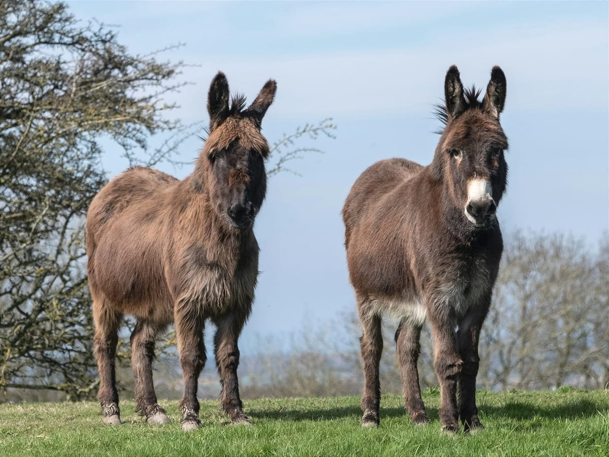 cute donkeys on a field