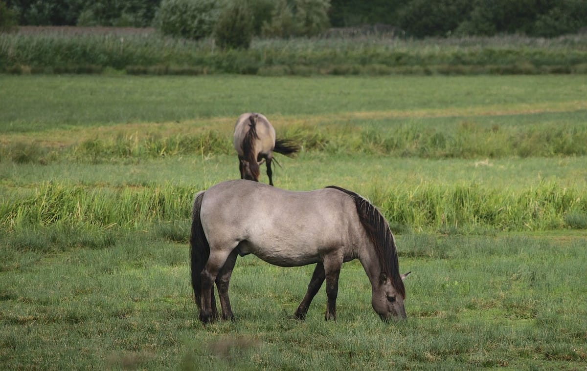 The Fate of 55 Konik Horses: A Looming Animal Welfare Crisis