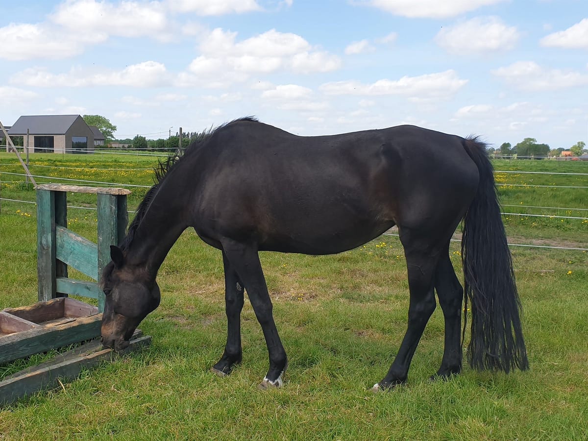 ❤️ When Horses Get Old