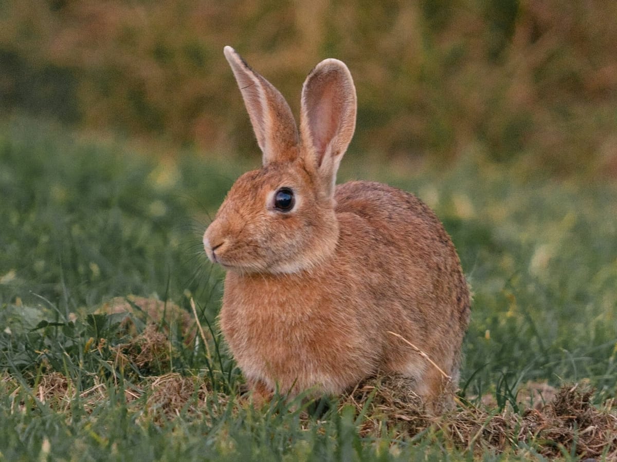 Down the rabbit hole..