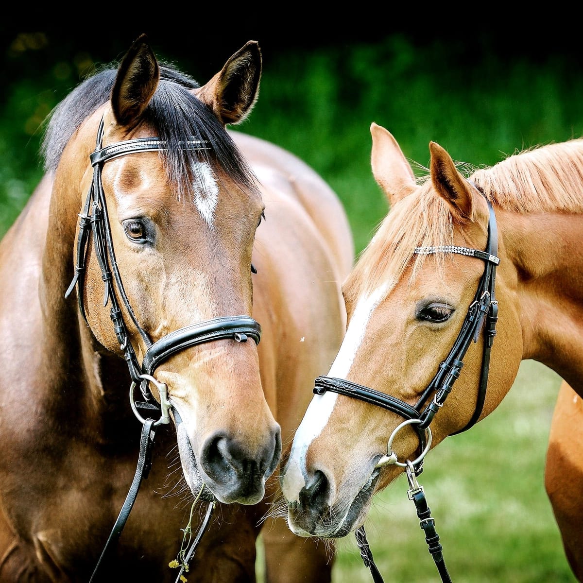 two horses wearing bridles