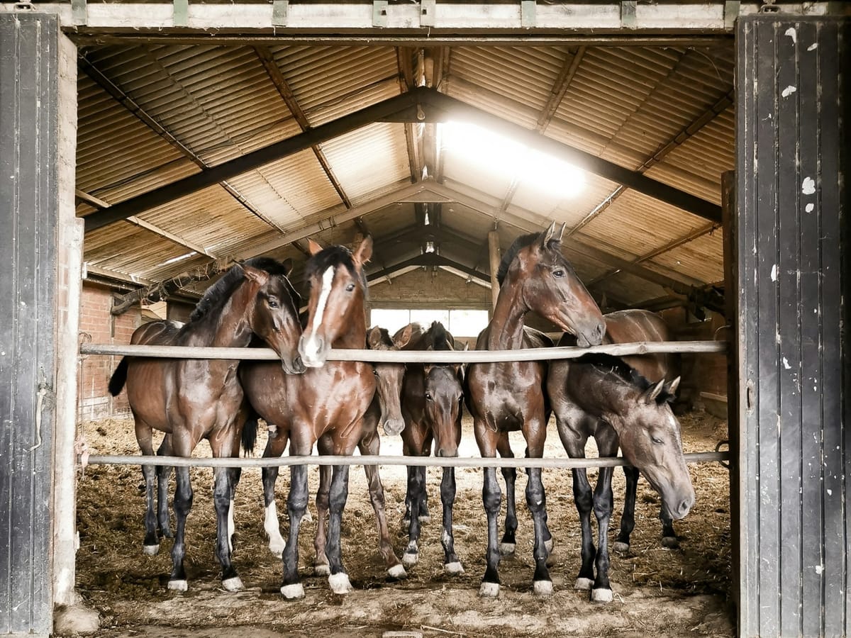 🎠 Learning by asking