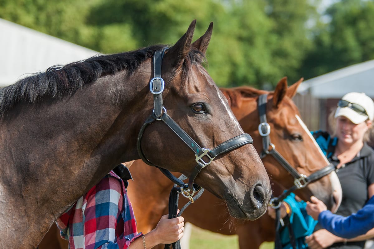 🏆 National Championships Hijacking International Classes