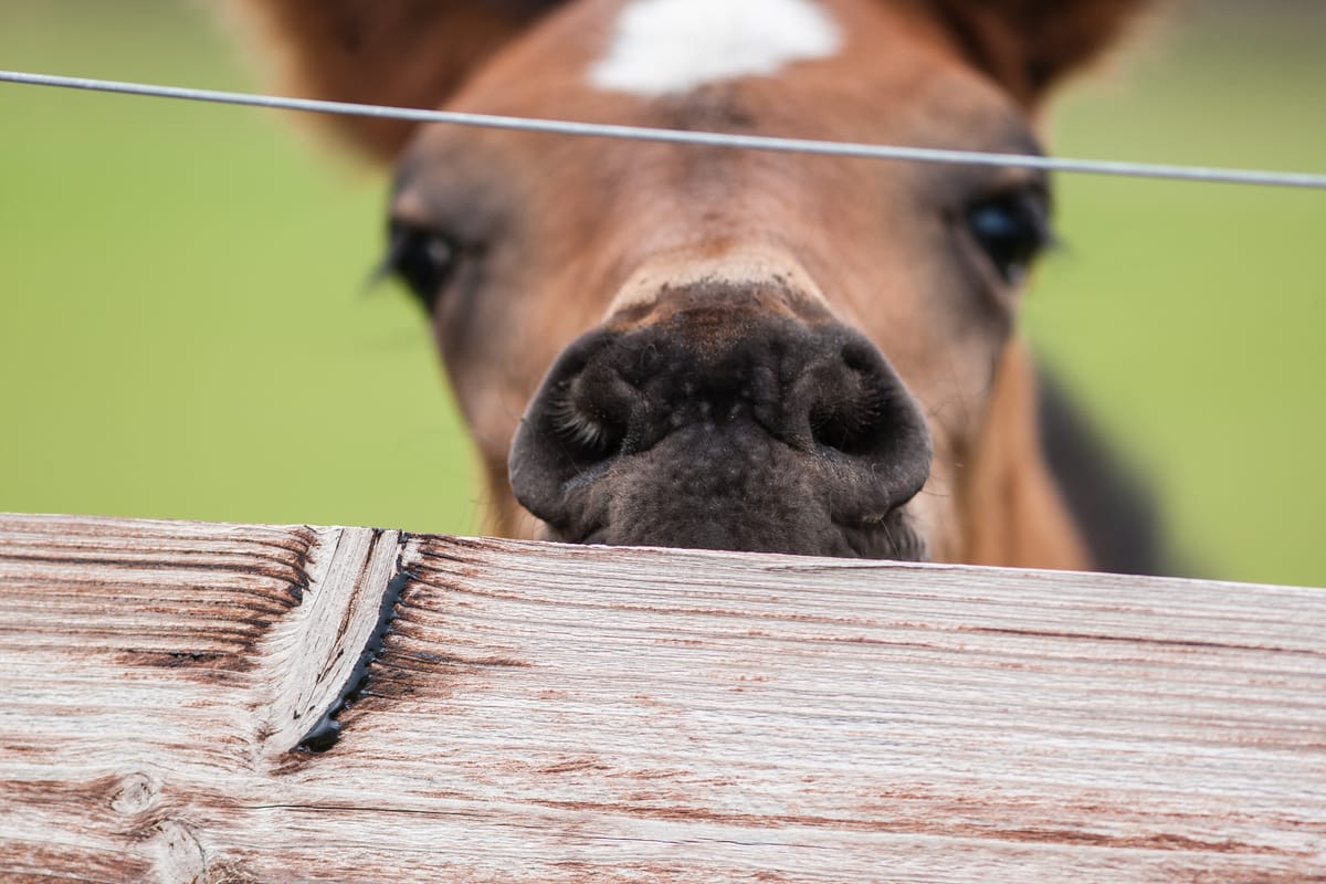 Yippee-Ki-Yay, the stallion rankings arrived...