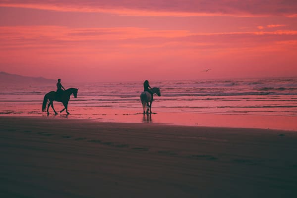 horses on a beach at sunset