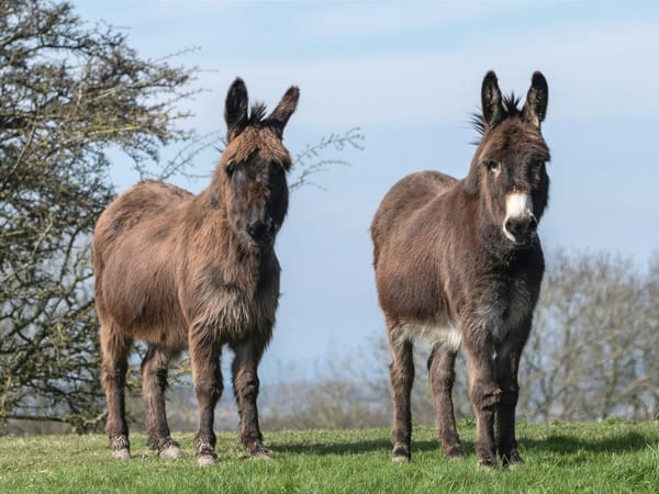 cute donkeys on a field