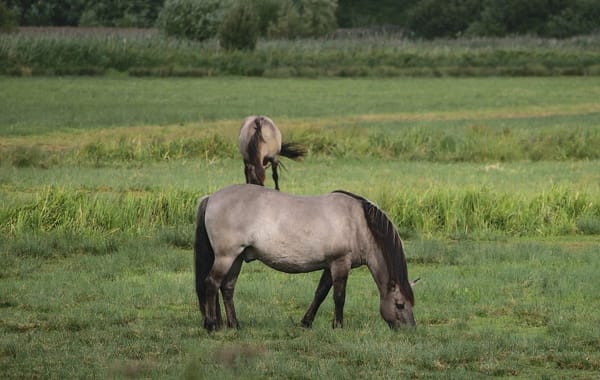 The Fate of 55 Konik Horses: A Looming Animal Welfare Crisis