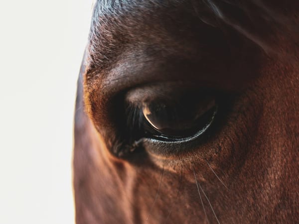 🪞 Ethics, Tension, and a Missing Mirror