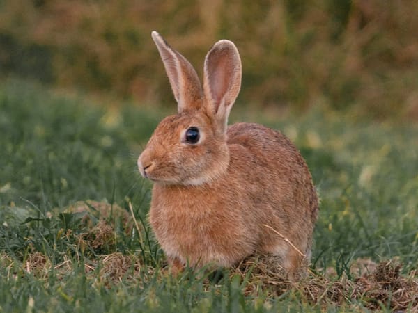 Down the rabbit hole..