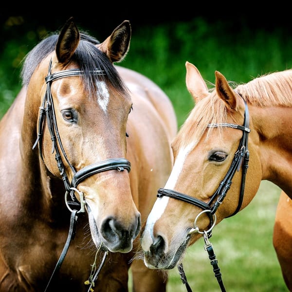 two horses wearing bridles