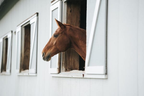 The Swedish Equestrian Federation Advocates for Enhanced Horse Welfare