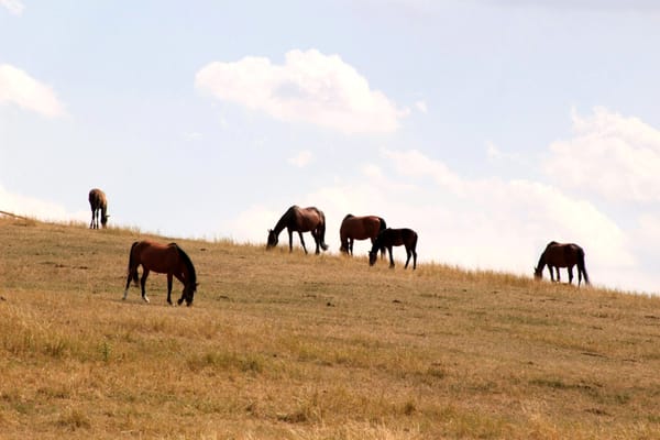 Emissions in the equine industry