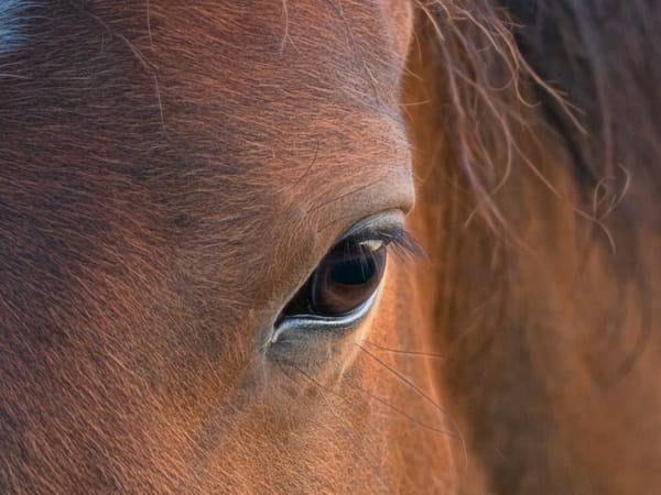 horse's eye