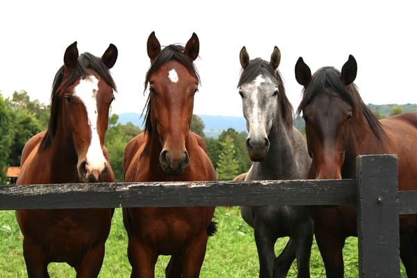 Don't forget to Subscribe!